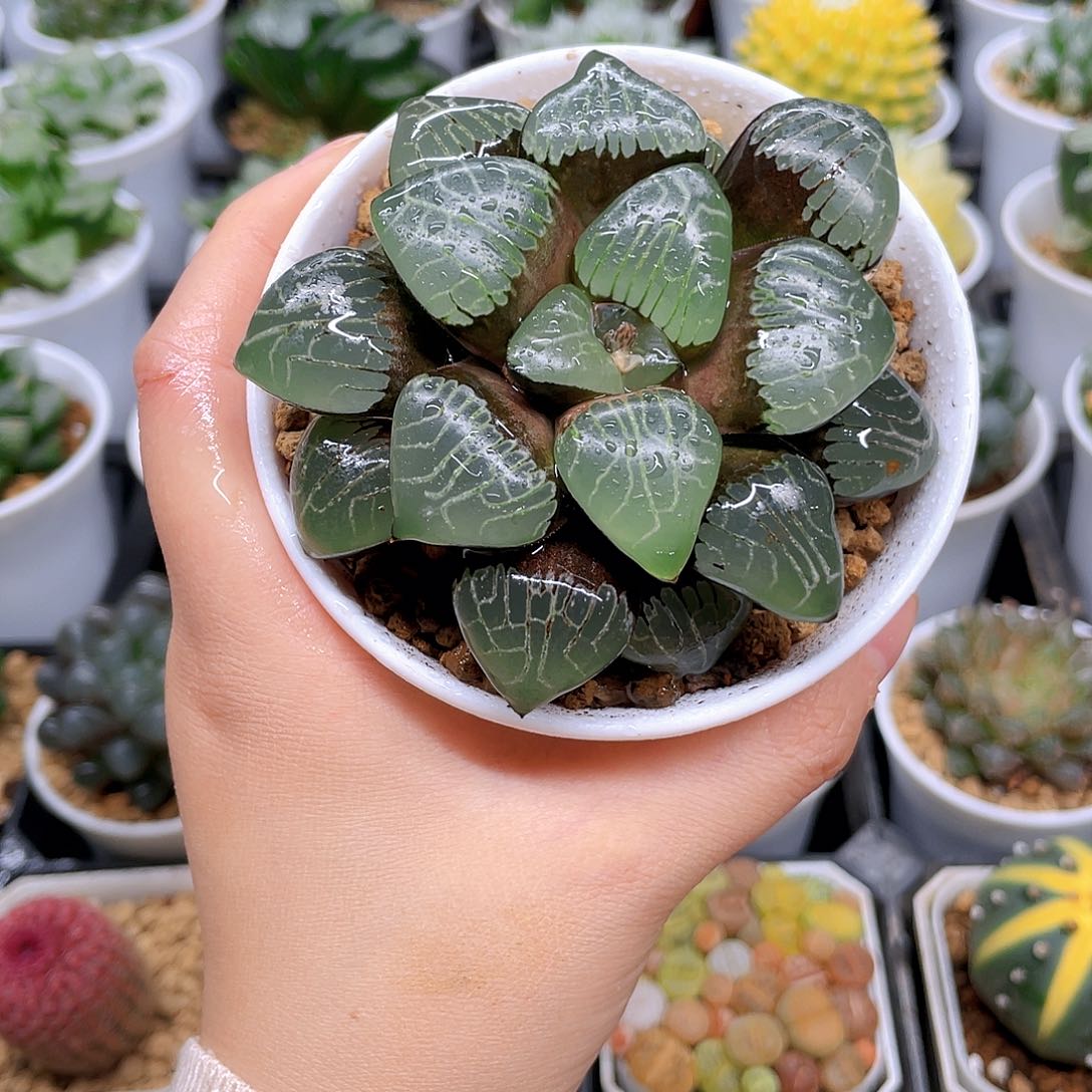 母本爱神克，原盆