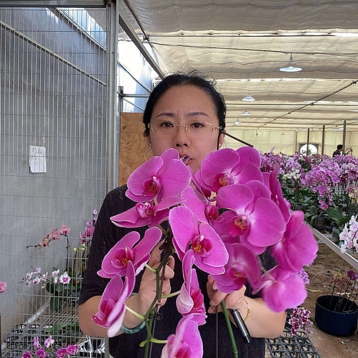 完全开放紫红组合2棵101