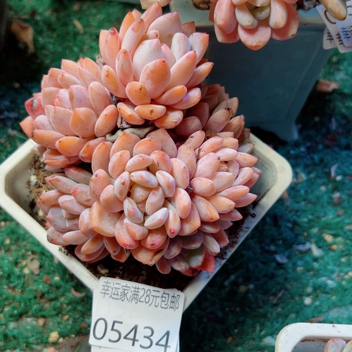 幸运的是我还没遇到幸运