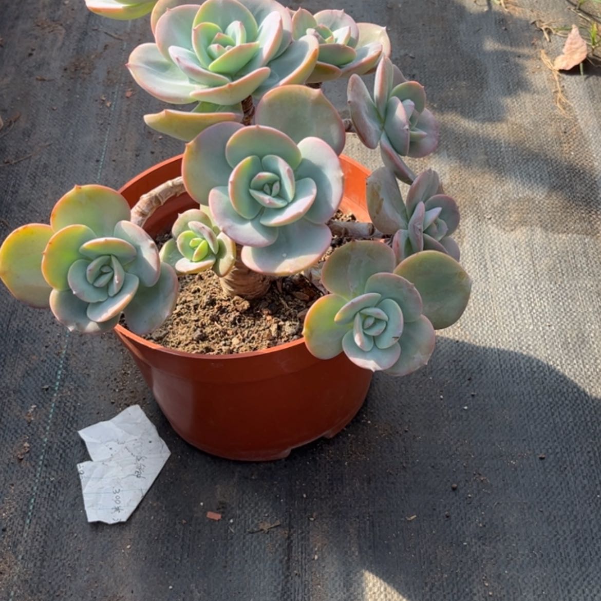 【闪购商品】无花朵坠**渊