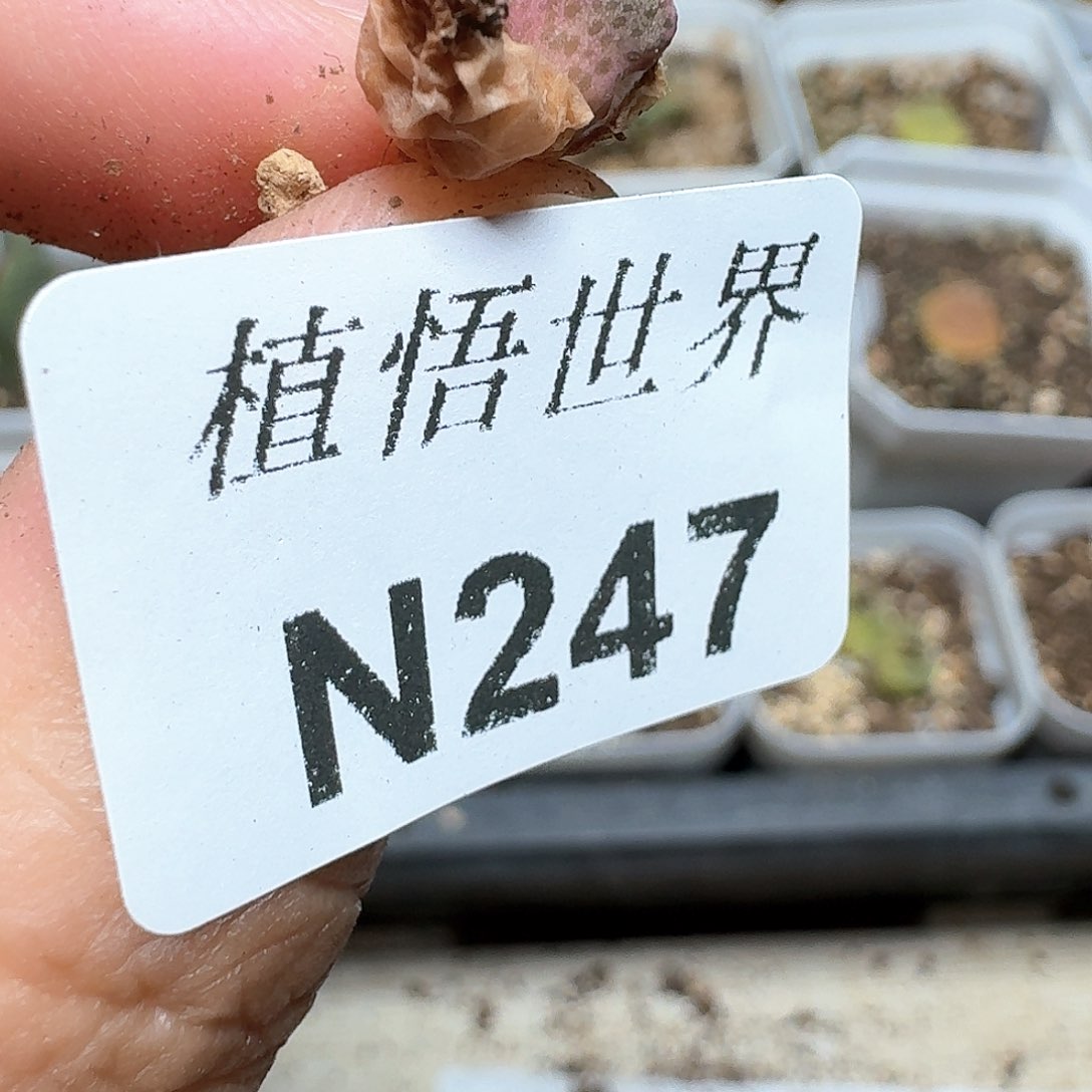 247号多肉植物哇f f