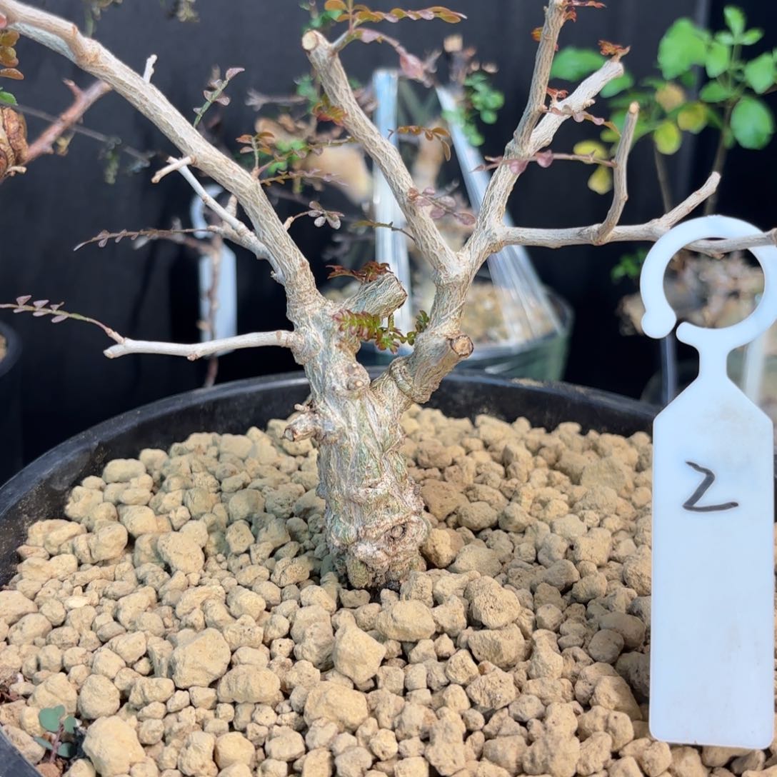 木  象足漆树熟桩带盆土2