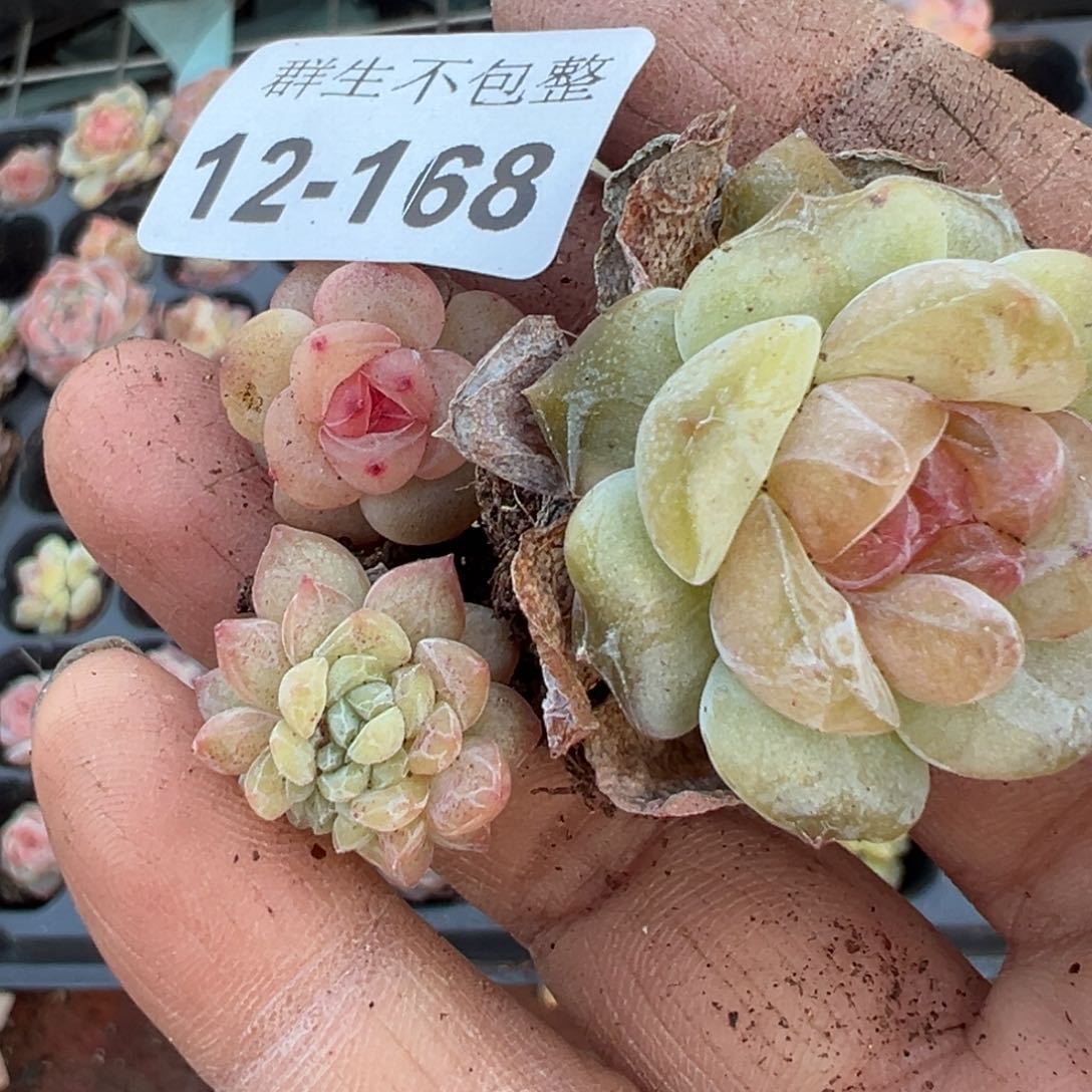 陈*胖小卡拉米糖心一物一拍12-168