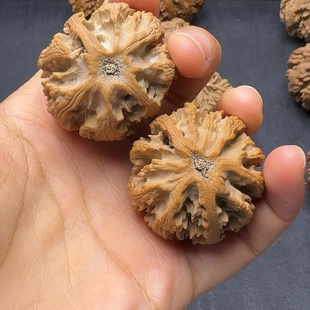 桃木突突突突突突突