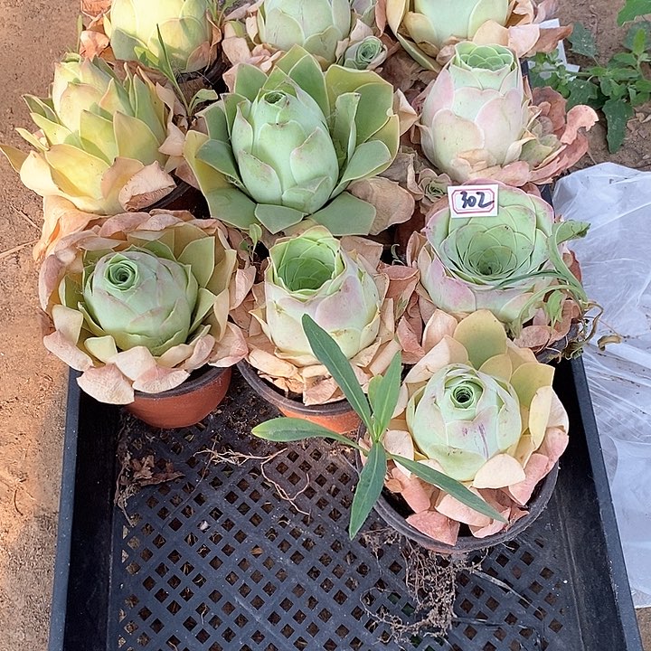 无花朵心**橙10颗玫瑰302号