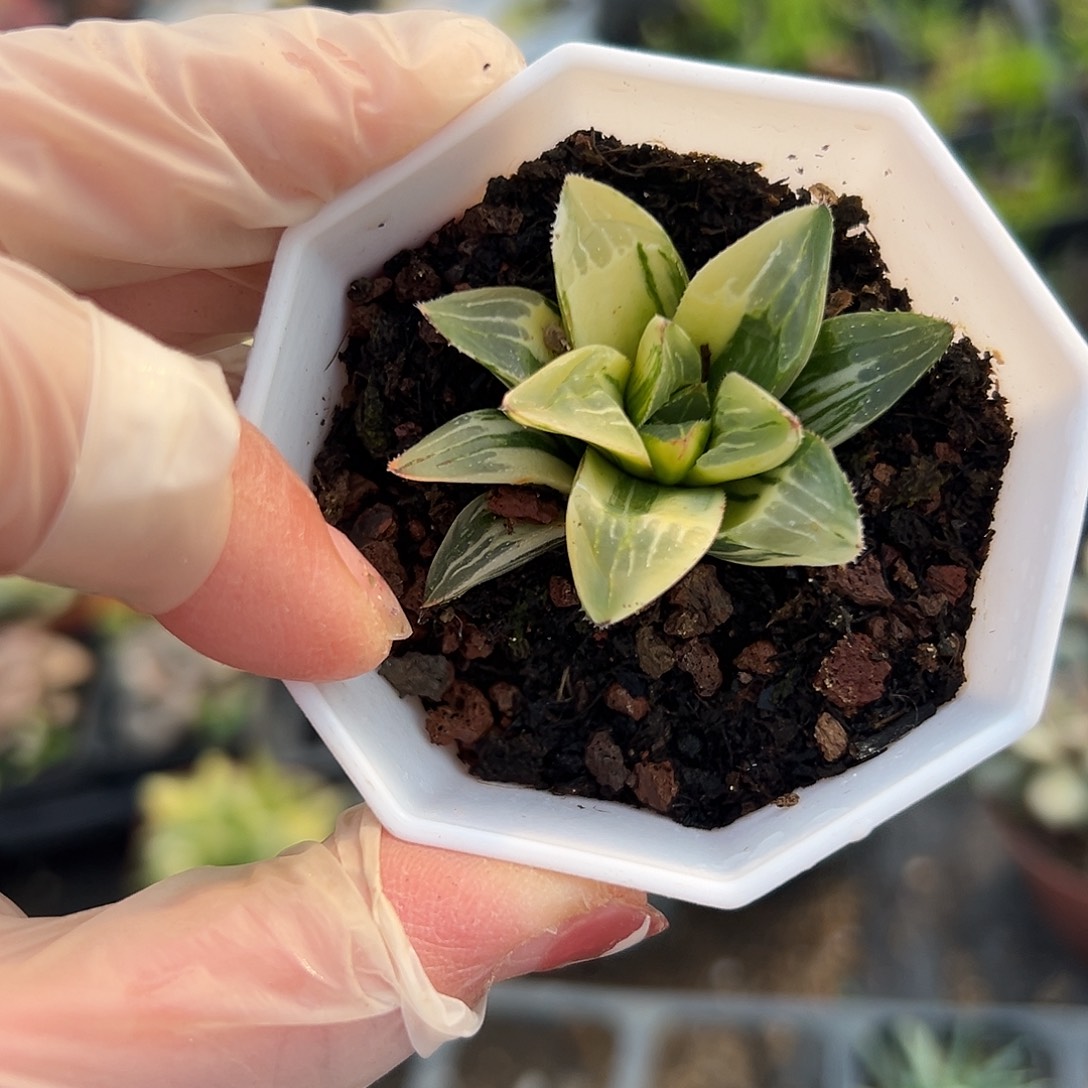 多肉植物姬寿锦单头