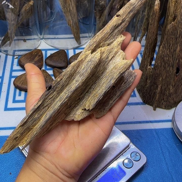 木母树绿奇陆河虫漏54克
