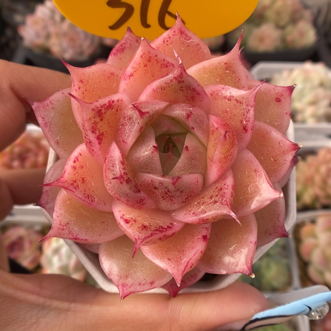 油透麦秆可拍316号。  