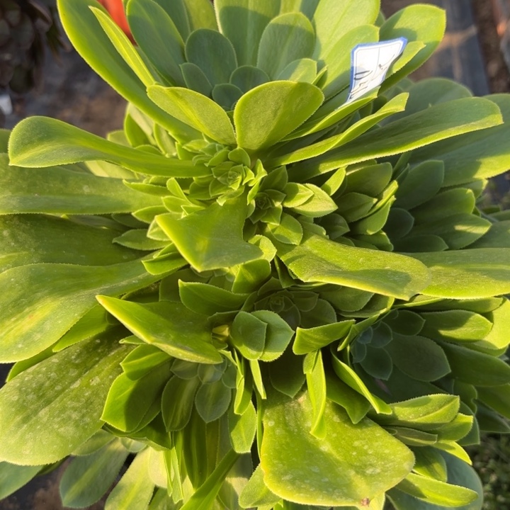 绿杨荣多肉断枝不包56