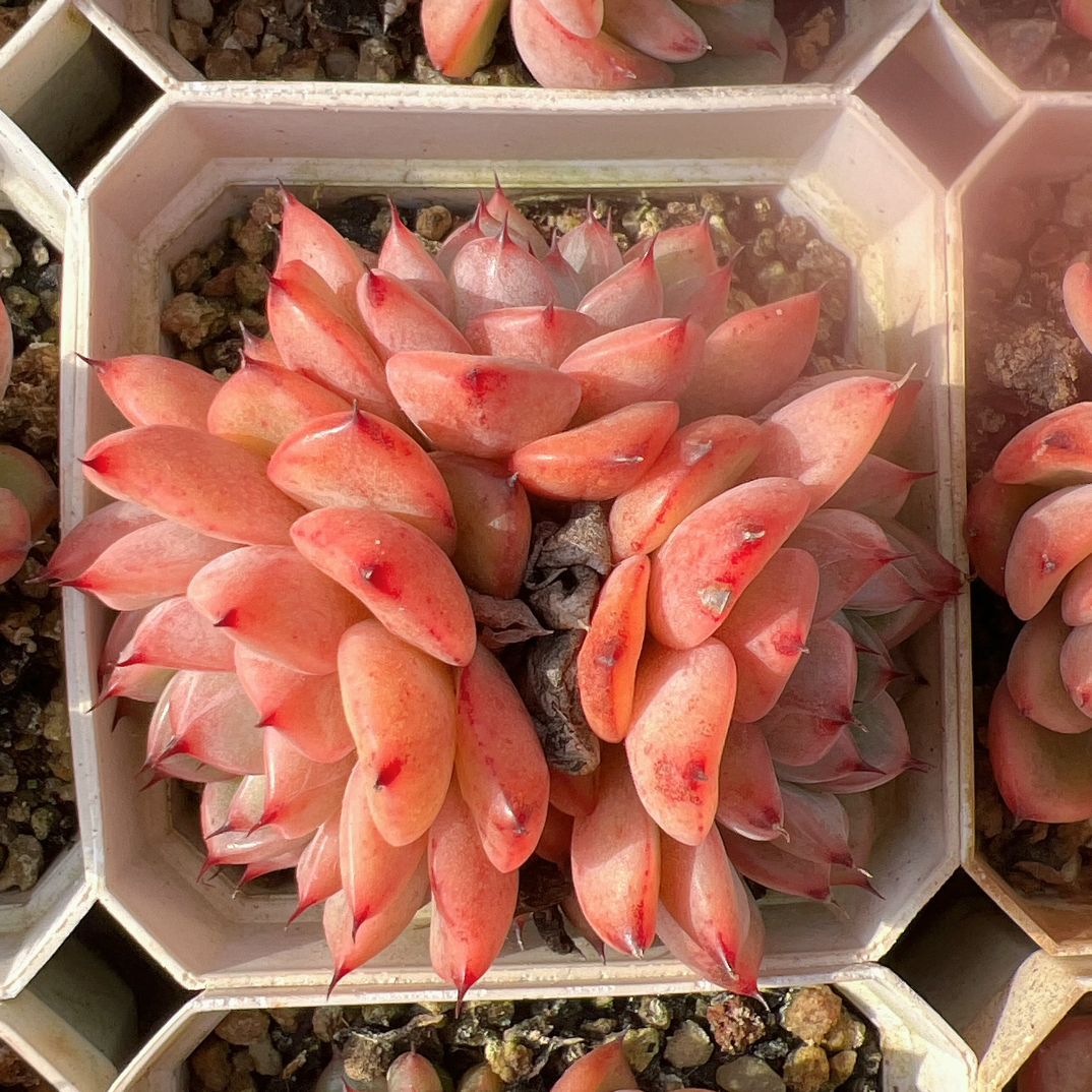 70#3头星光珍妮有砍-脱土