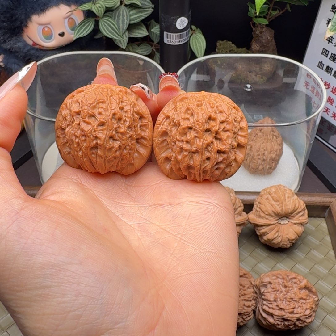 核桃血麒麟（微修打底）40