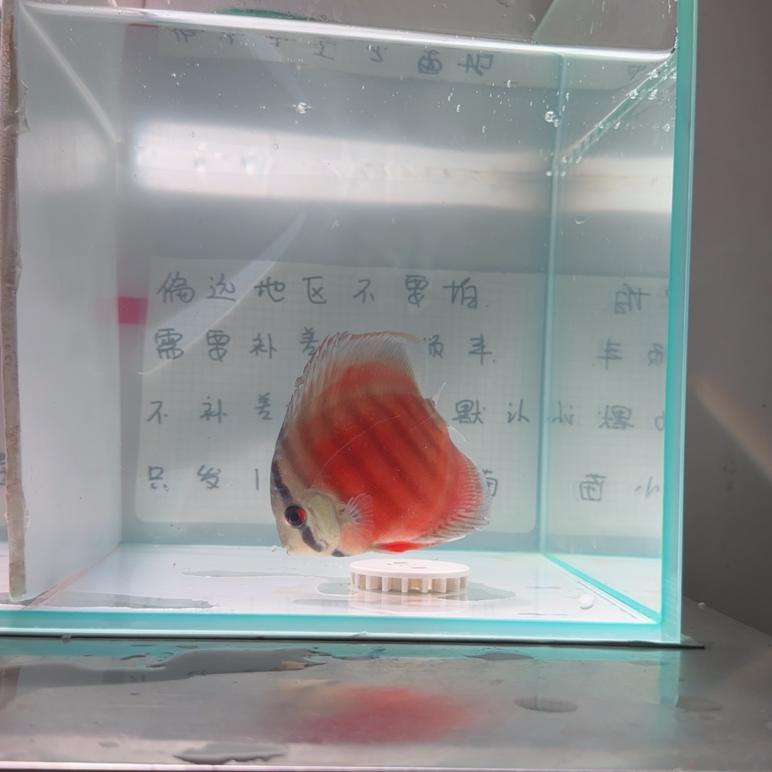 七彩神仙鱼肉身8偏远地区不拍