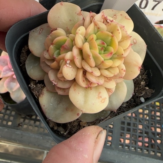 208辣牡丹锦一物一拍多肉