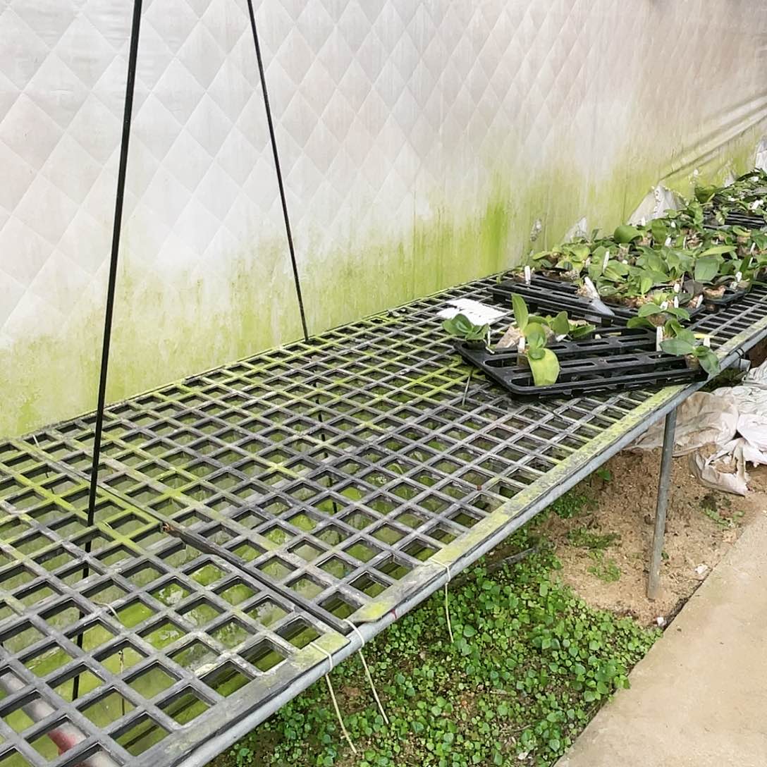 丁***钉当前无花栽培后可以开花