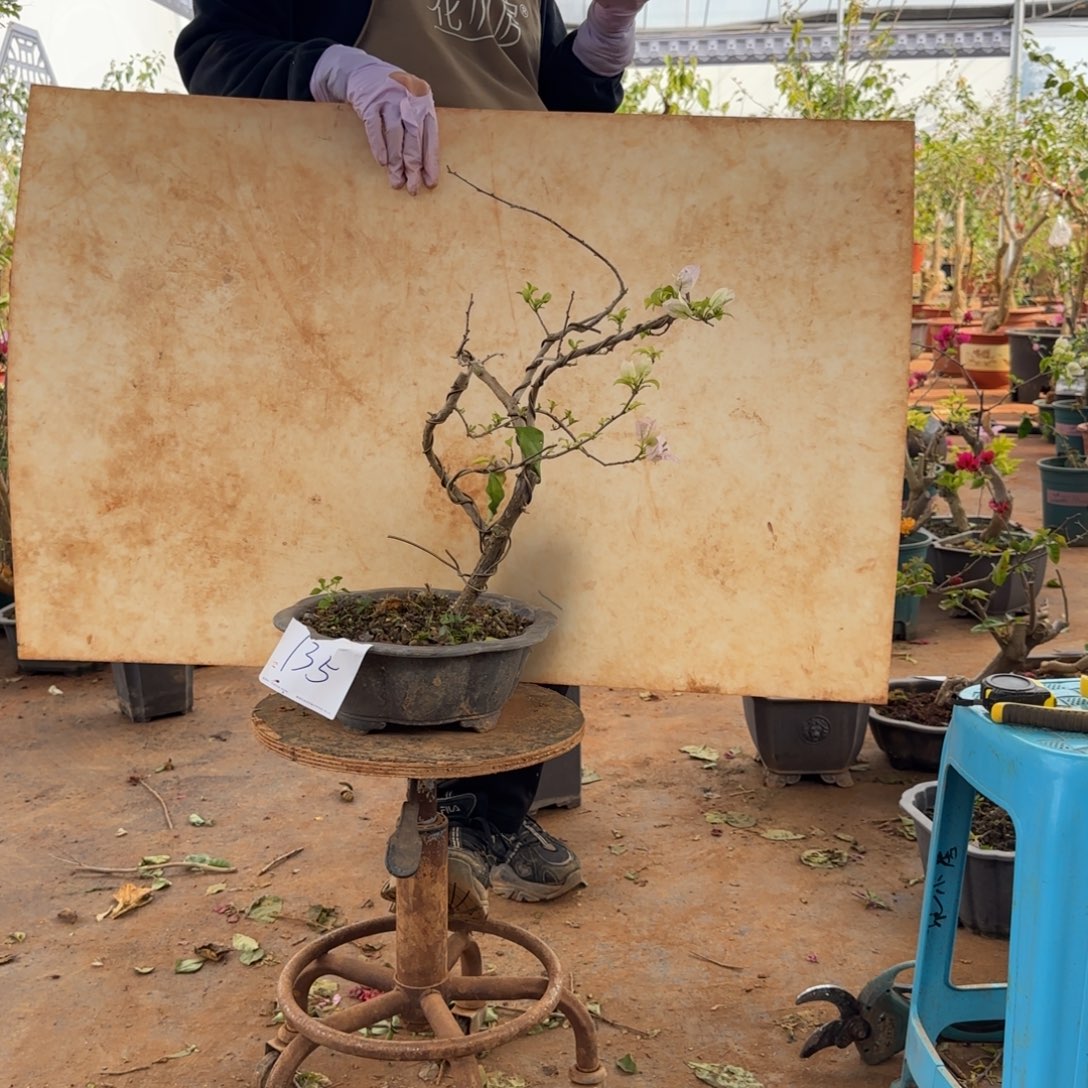 大部分开放少量花苞盲盒 135脱