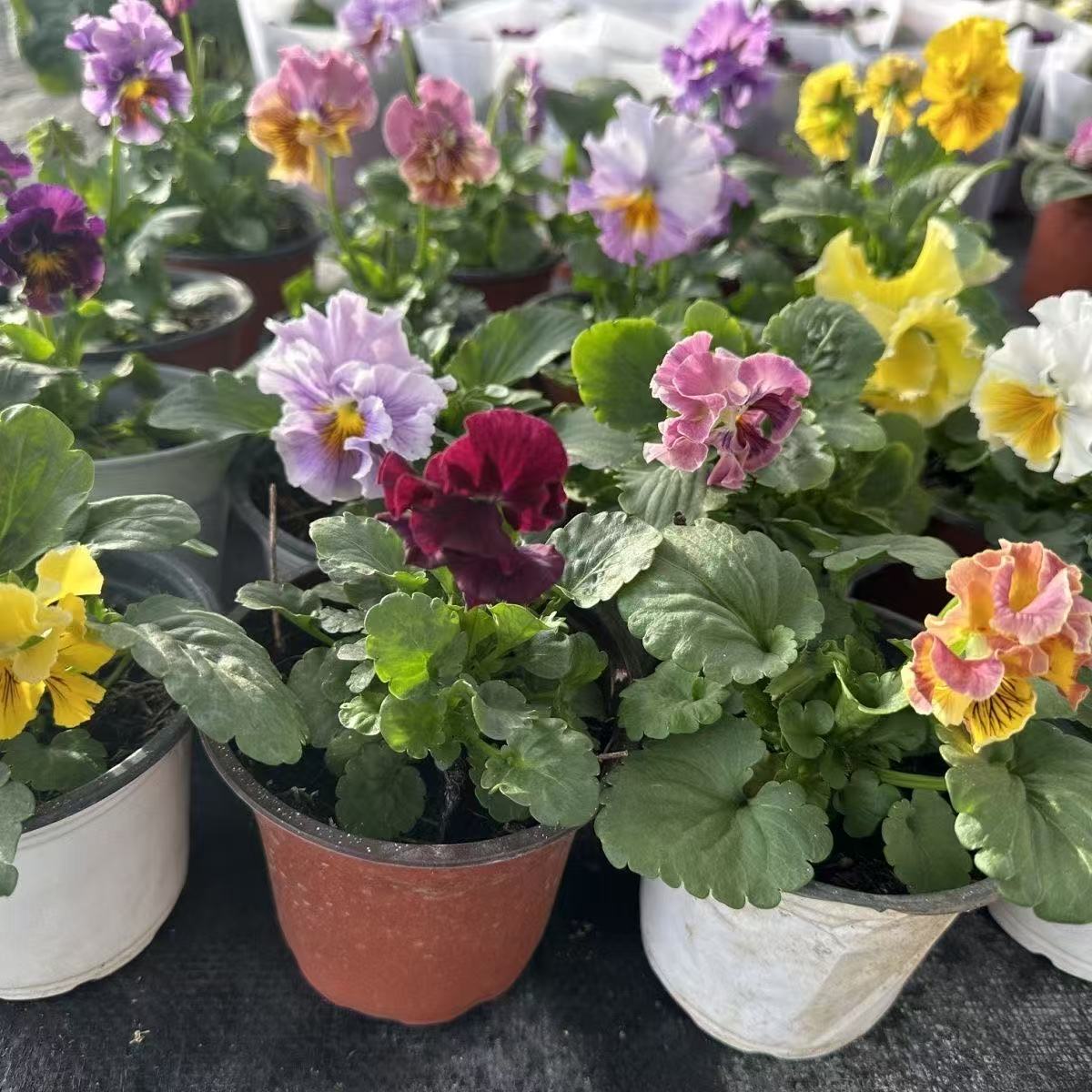 皱边角堇花冬季耐寒盆栽室外花苗蝴蝶花绿化耐寒阳台庭院花卉