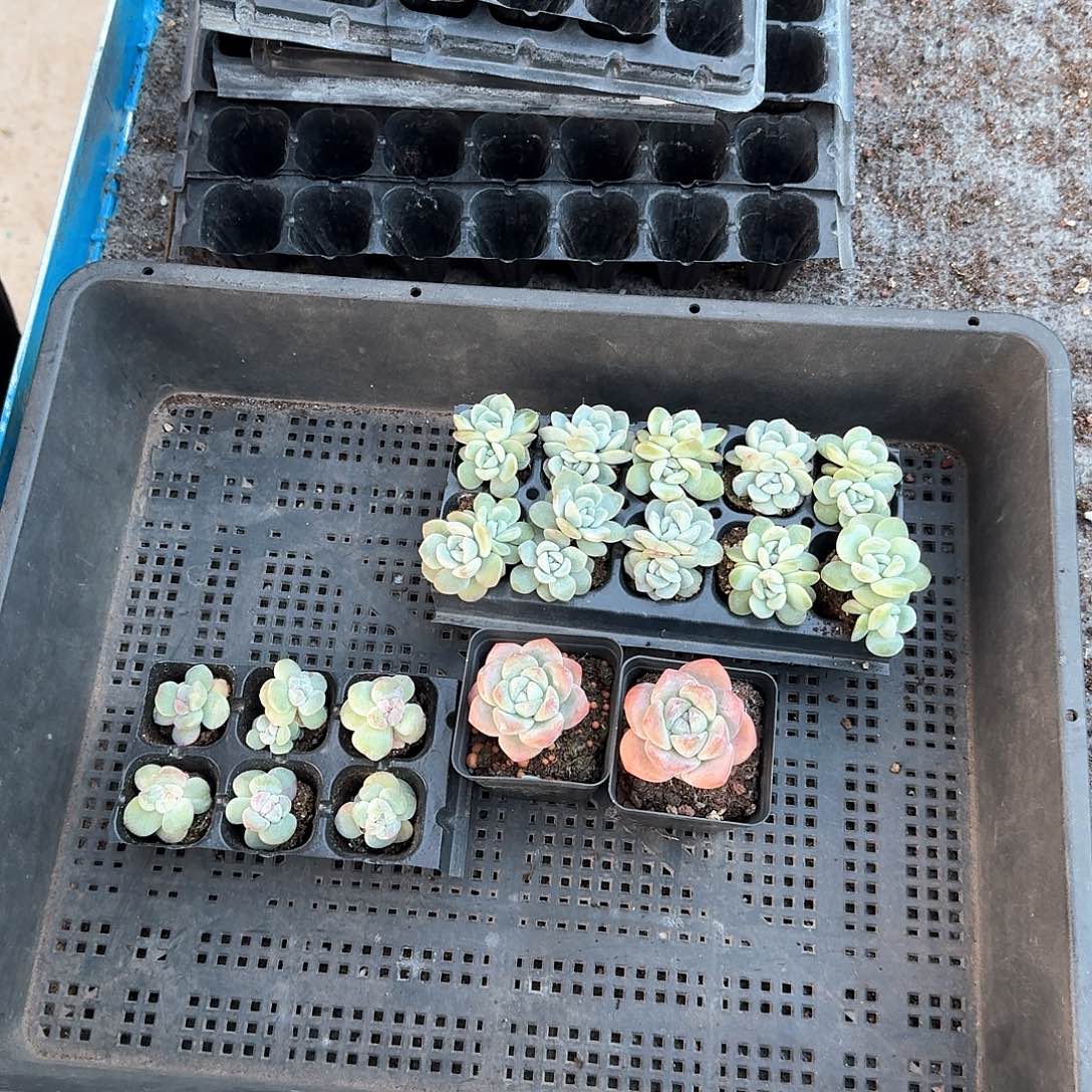 气泡水一物一拍专拍