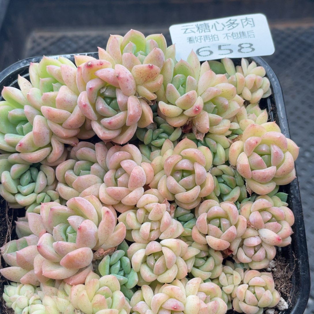 云糖心多肉植物658