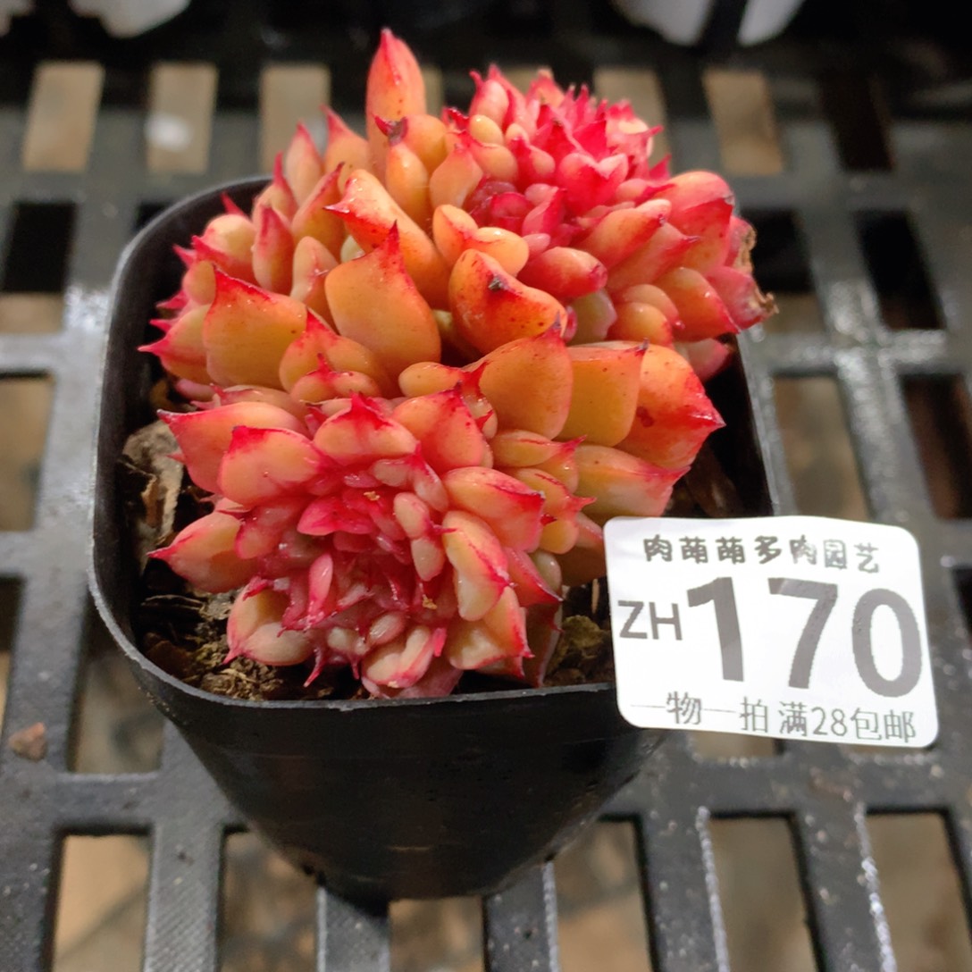 肉萌萌拇指盆精控多肉ZH170