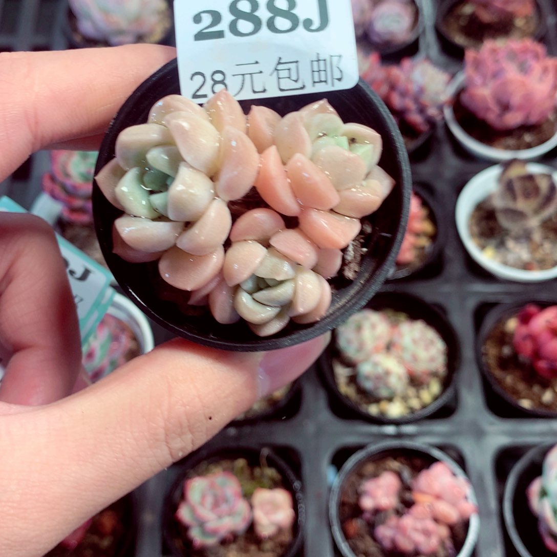 5厘米盆精控多肉288