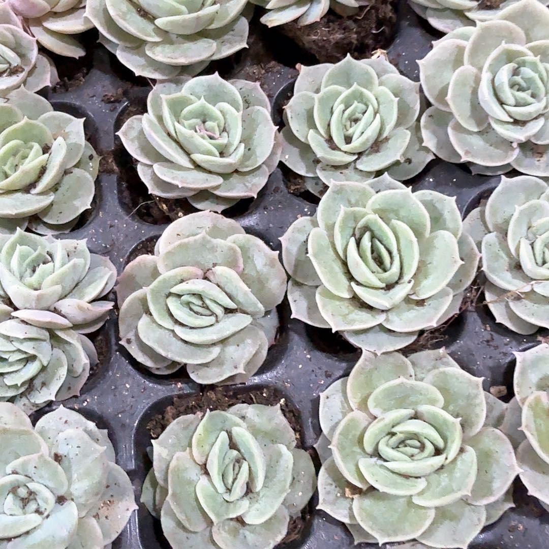 新品 昂斯诺 3颗一组