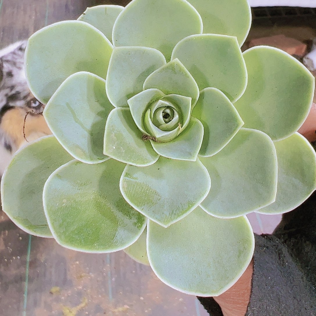 潘多拉玫瑰19包邮