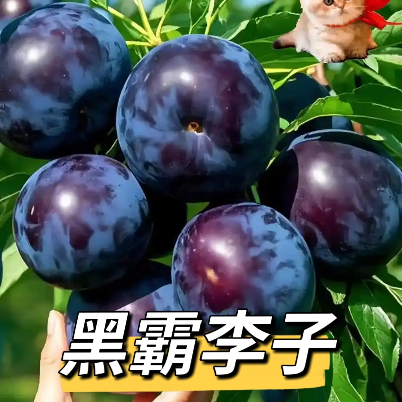 黑霸李子树苗  辽宁大连发货