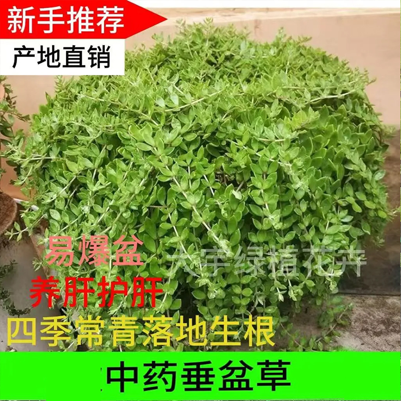 正宗垂盆草盆栽中药苗食用养肝草护肝吊兰绿植耐寒四季懒人好养活