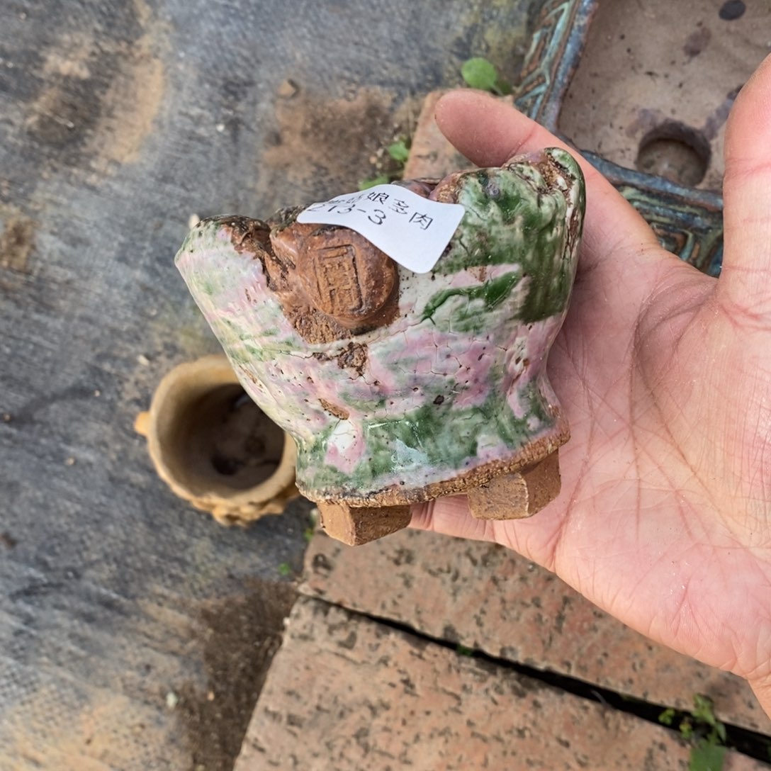 春*3号多肉盆一个呀