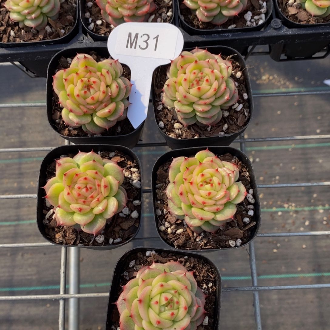 M31-玉玲珑带盆土福利一个