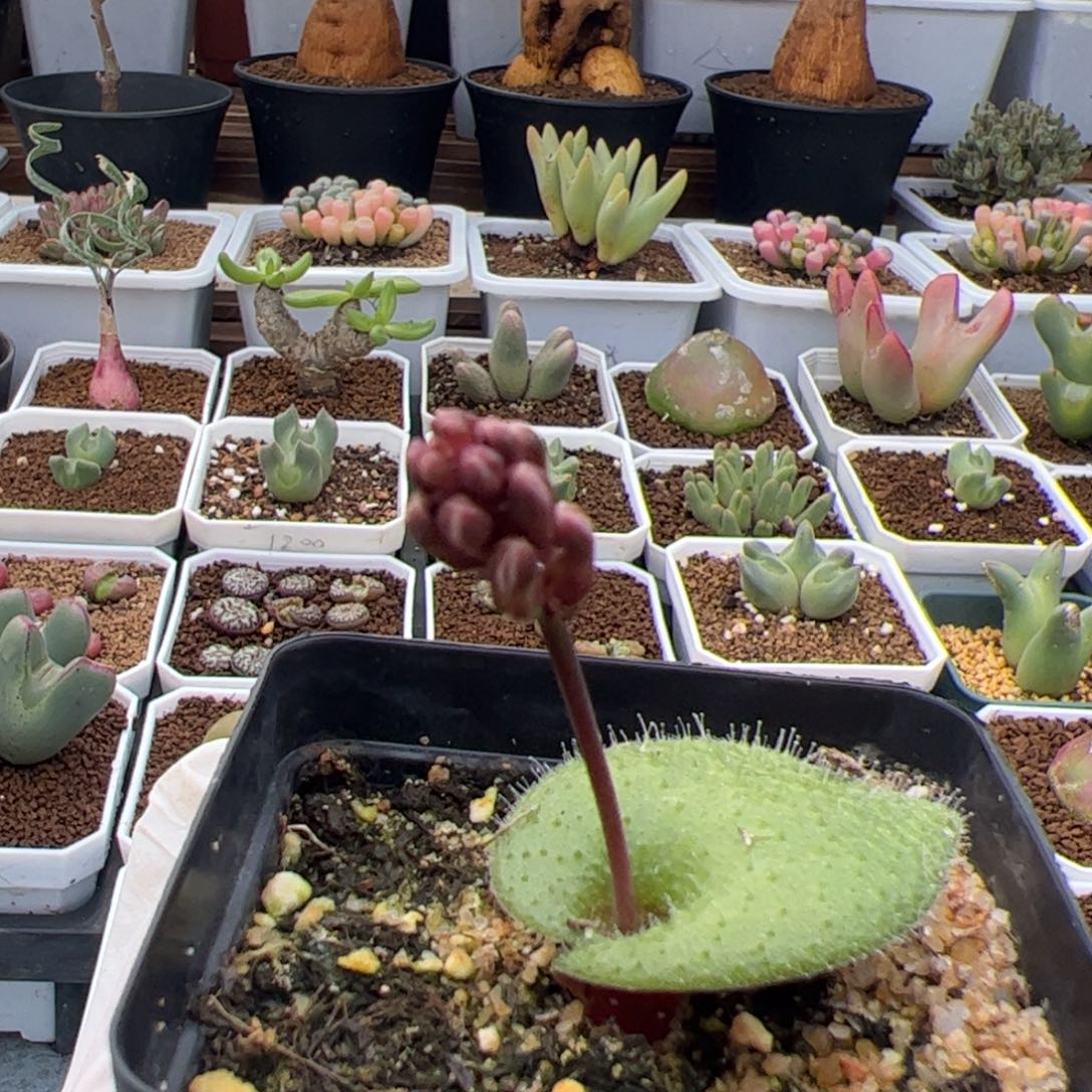 248号毛叶立金花3.8多肉