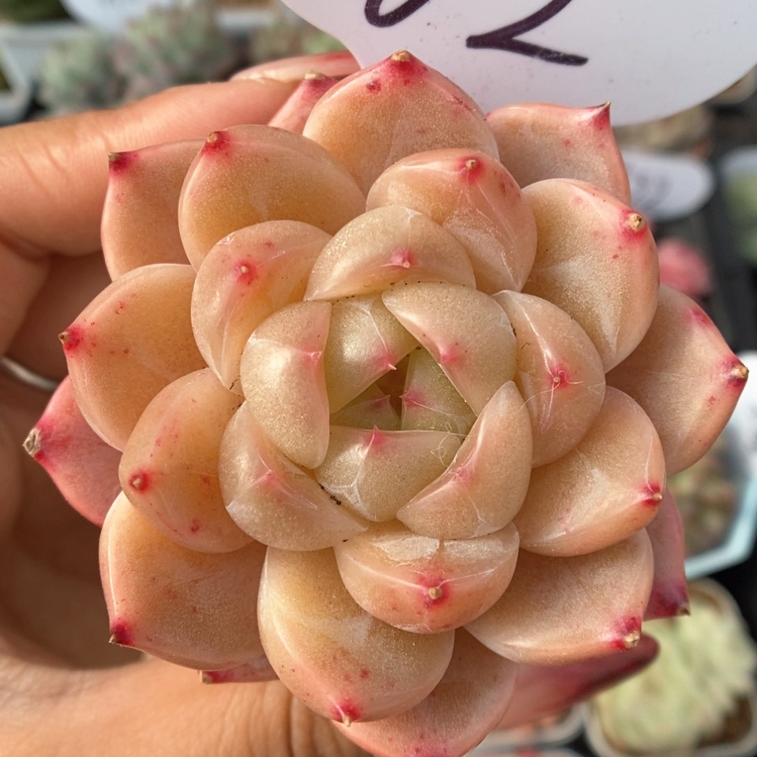 熊猫珍妮可拍962号。
