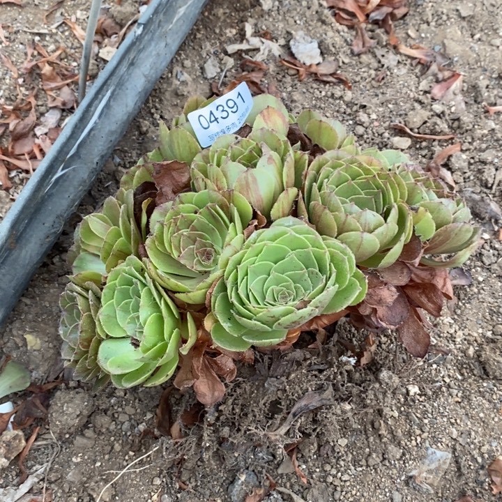 04391花月夜多肉植物