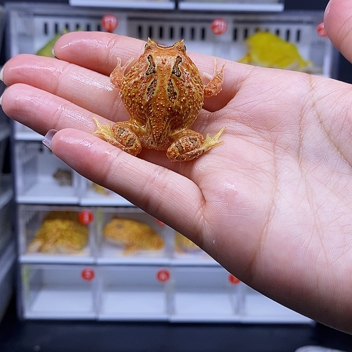 特价秒杀一切顺利