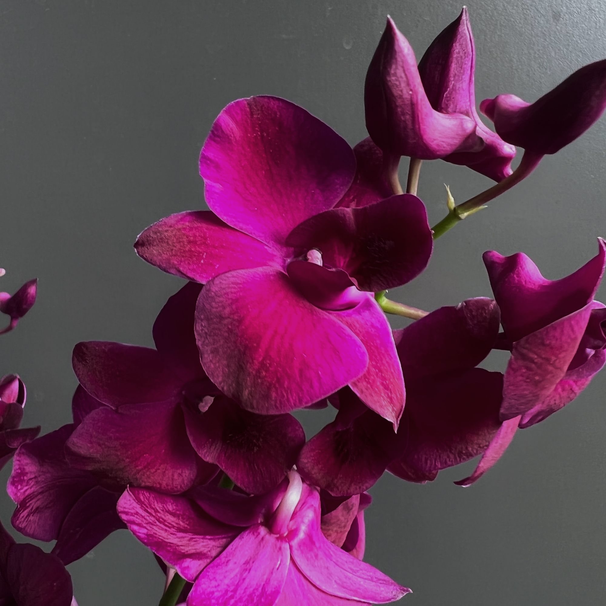 红猫石斛兰盆栽室内外多年生多季开花秋石斛阳台客厅好养红石斛花