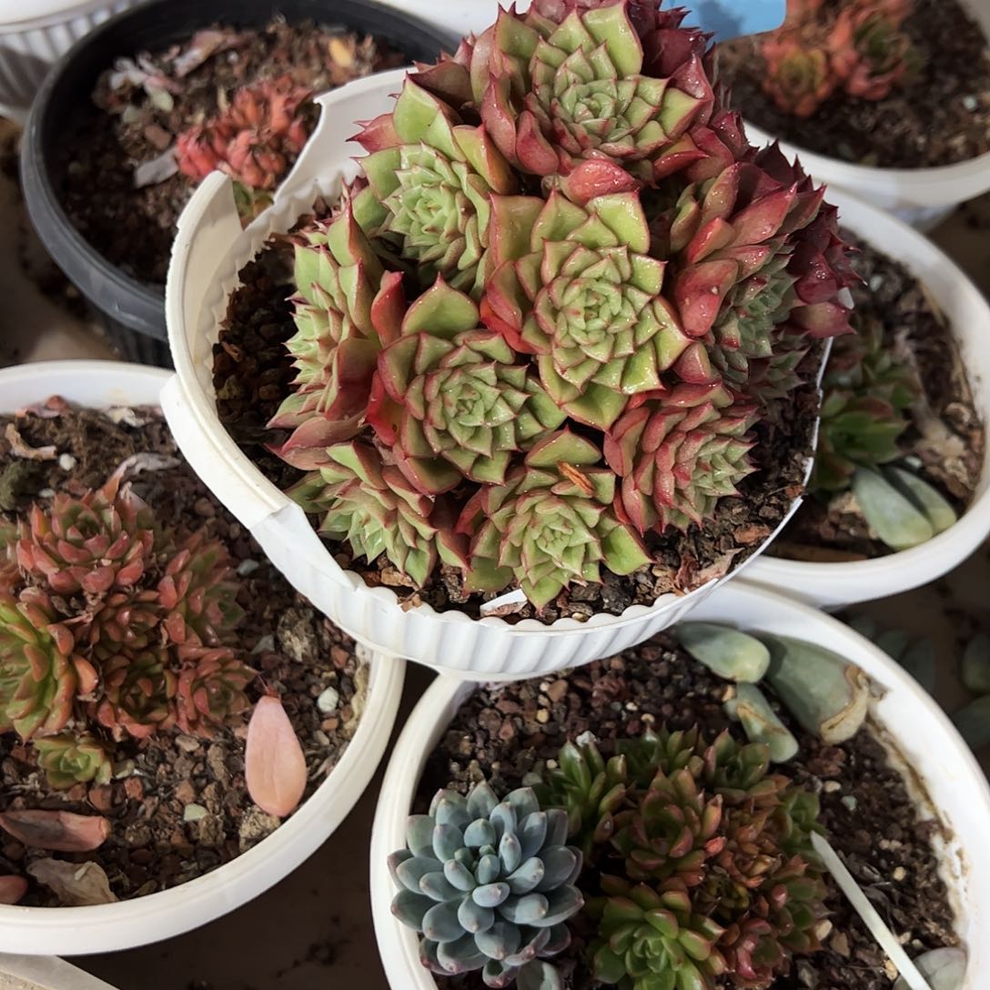 生***！特斯拉群多肉植物