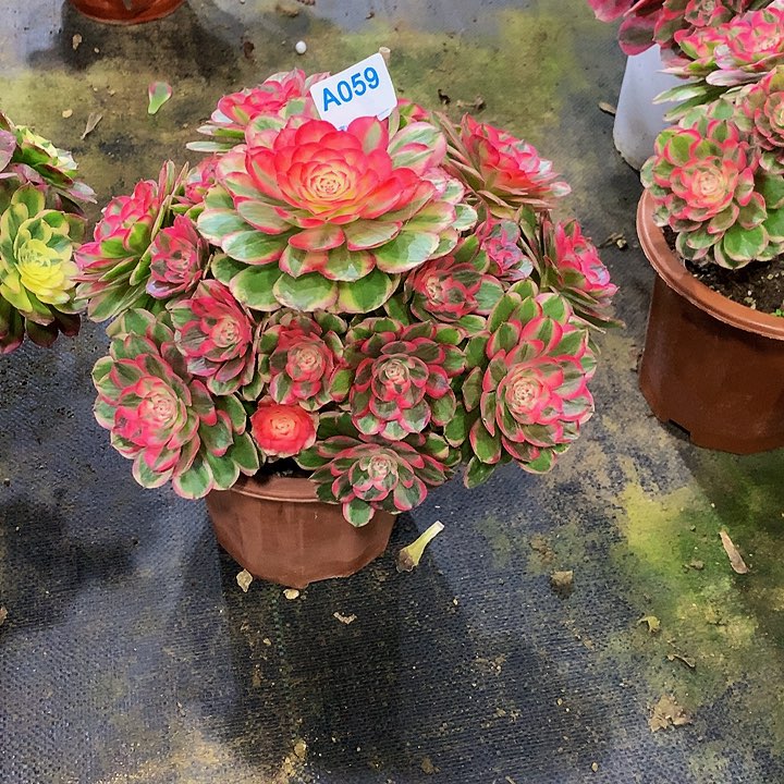 小*多肉海神法师059