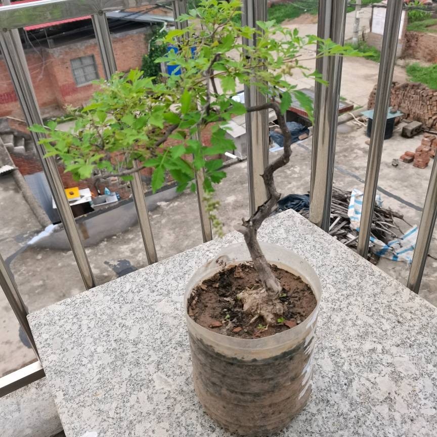 黄荆桃金娘盆景，一物一拍桃金娘大王