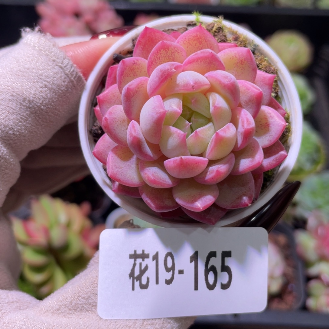 花利美19-165新品