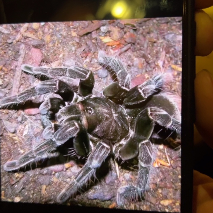 跳蛛里奥班巴玻钢6cm小母