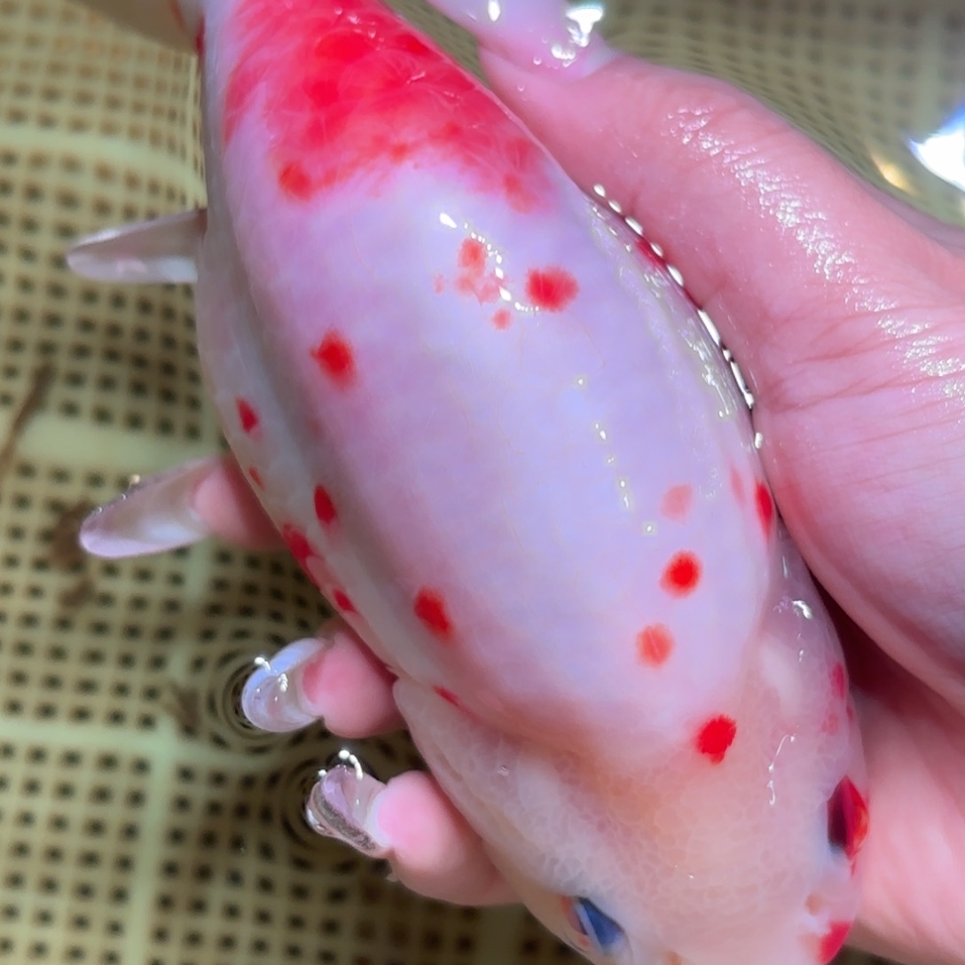 可***3金鱼拍包装包装，不拍包装运费到付