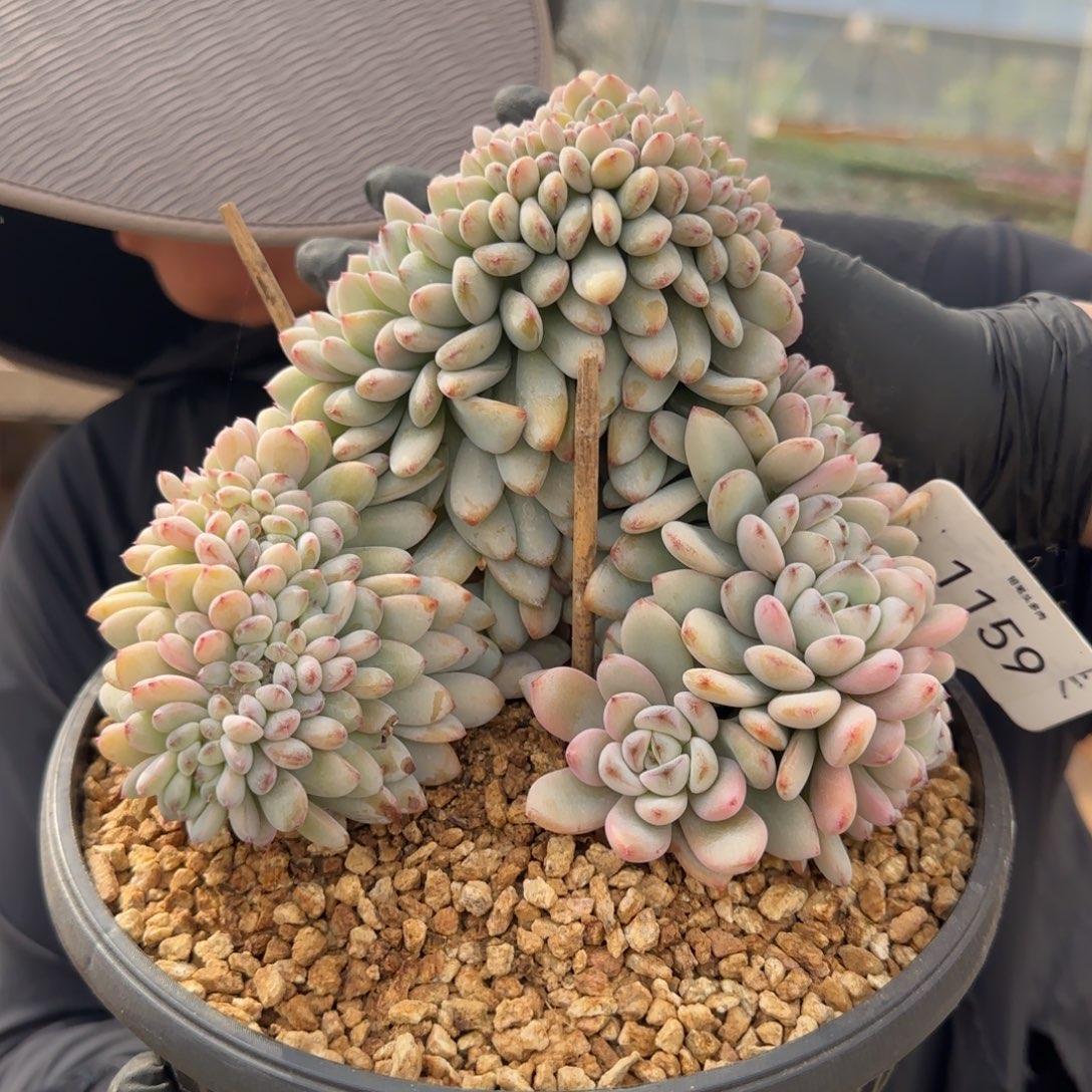 1159。      香香雪树缀多肉