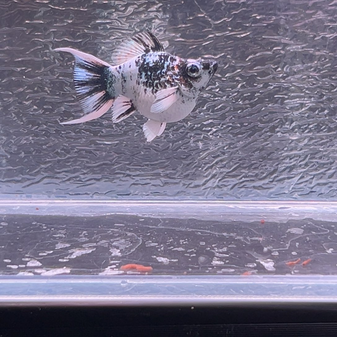 孔雀鱼玛丽鱼一条母