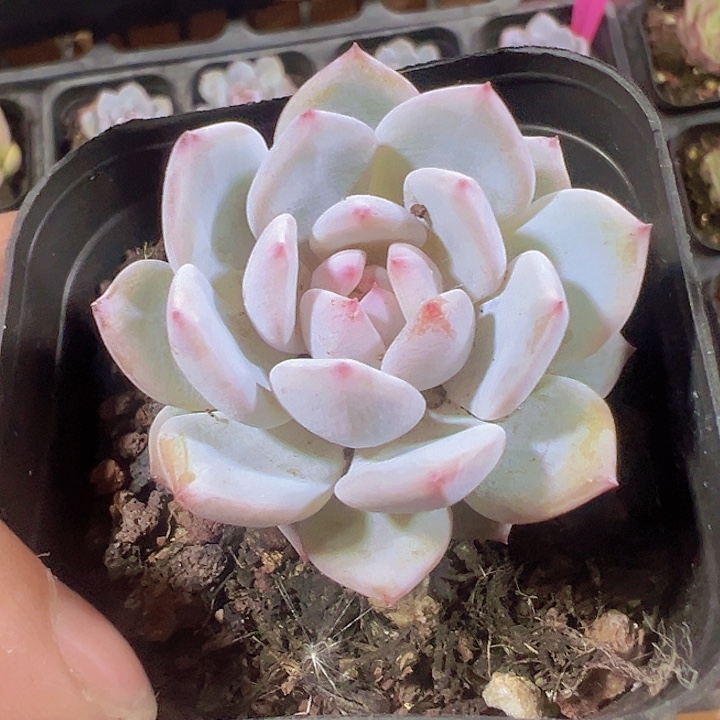 冰冰糖心精品多肉植物