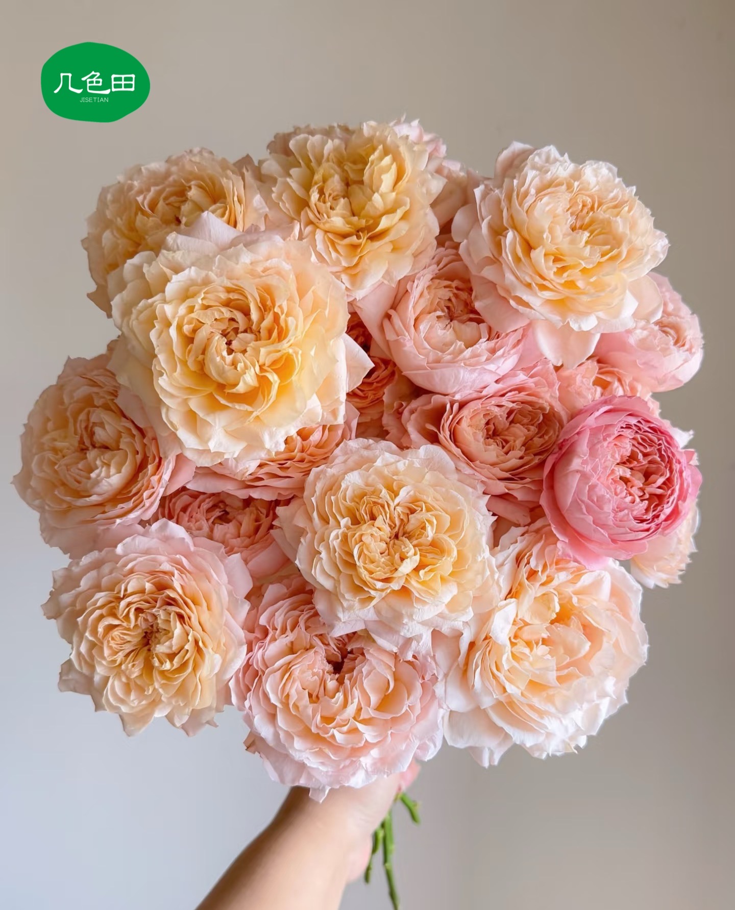 蜂蜜朱丽叶塔----稀有多头玫瑰云南直发鲜花云南花插花鲜花