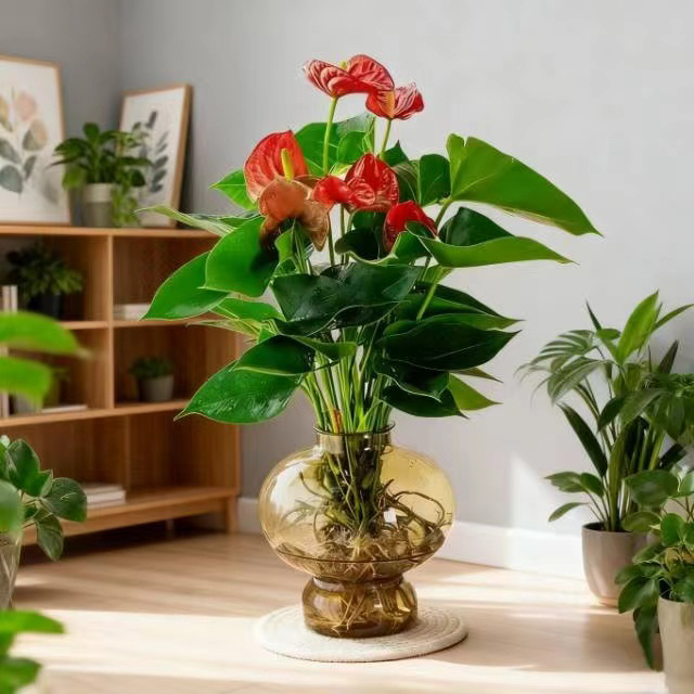 水培红掌盆栽带花发货室内绿植好养绿植