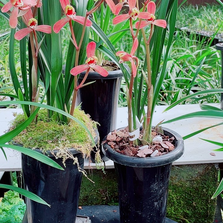 秋***色完全开放一物漂亮