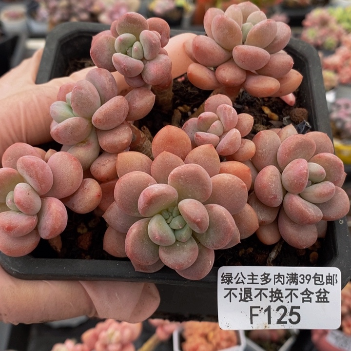 白鹭10cm125多肉植物