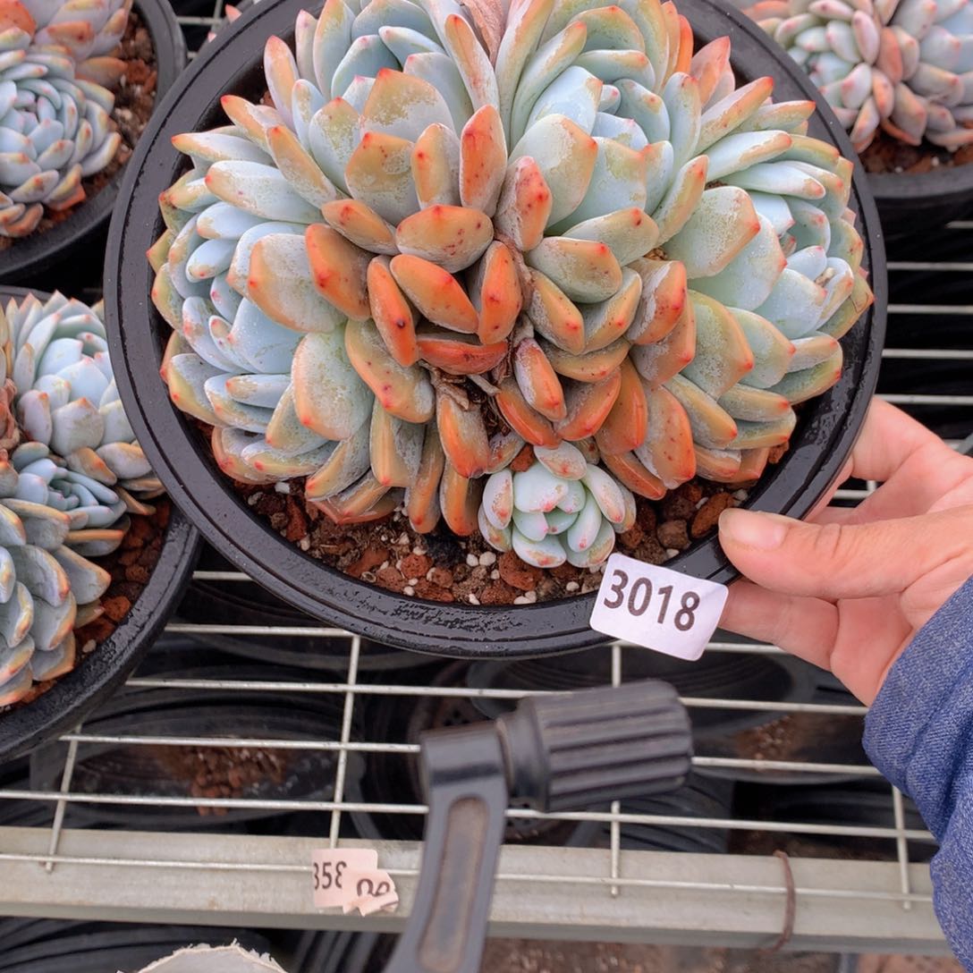 3018多头一个礼拜都可以过好