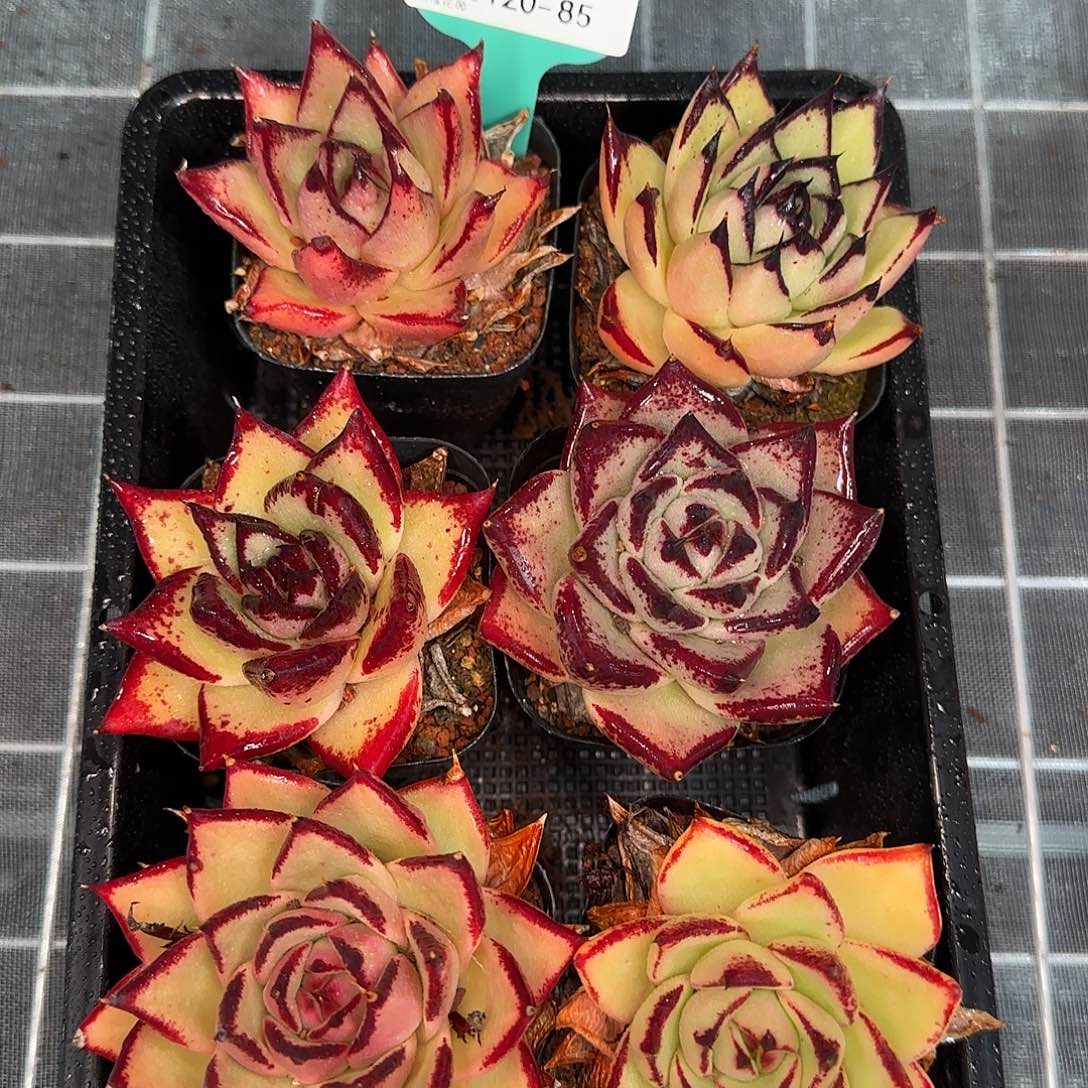 从前慢花园精选0120-85